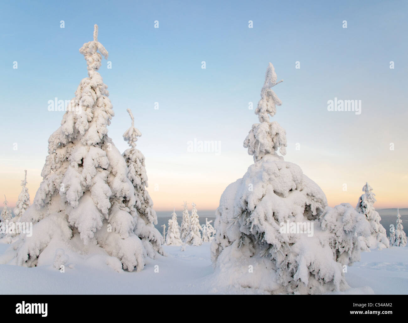 Snowy winter landscape at dusk on the 'Acker', the longest mountain range in the Upper Harz, Harz National Park, Germany Stock Photo