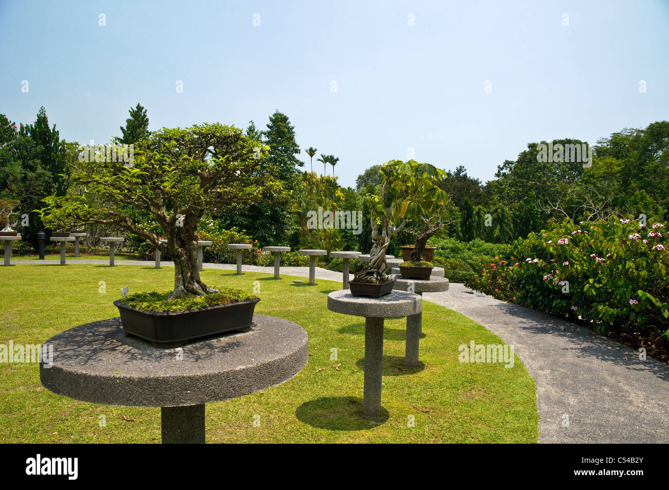 Bonsai tree exhibition, Singapore Botanic Gardens, Singapore, Southeast