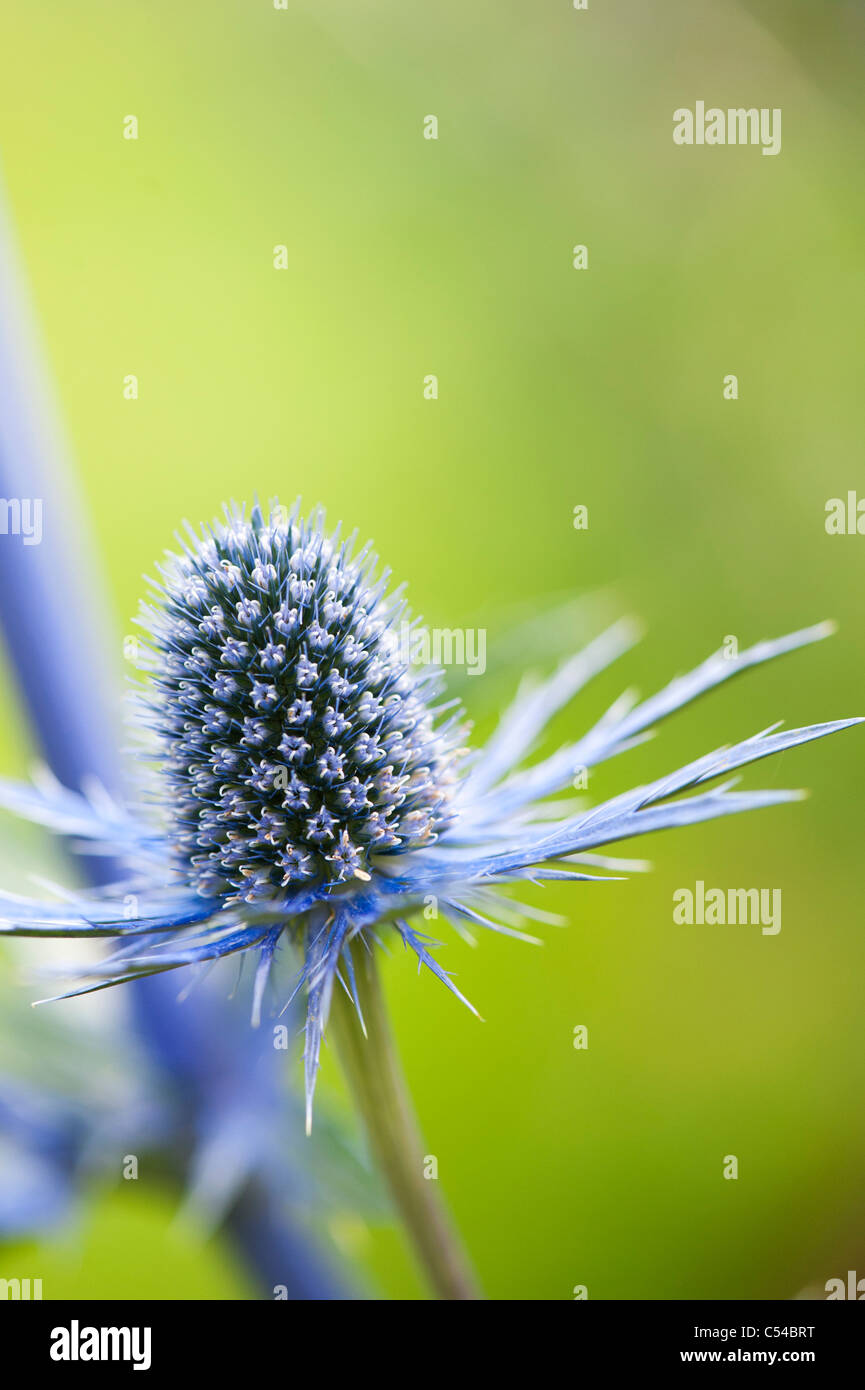 Eryngium x zabelii 'Jos Eijking'. Sea holly Stock Photo Alamy