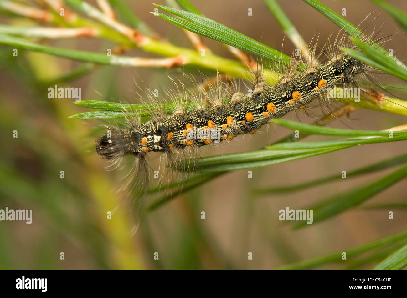 Hairy gypsy moth caterpillar macro hi-res stock photography and images ...