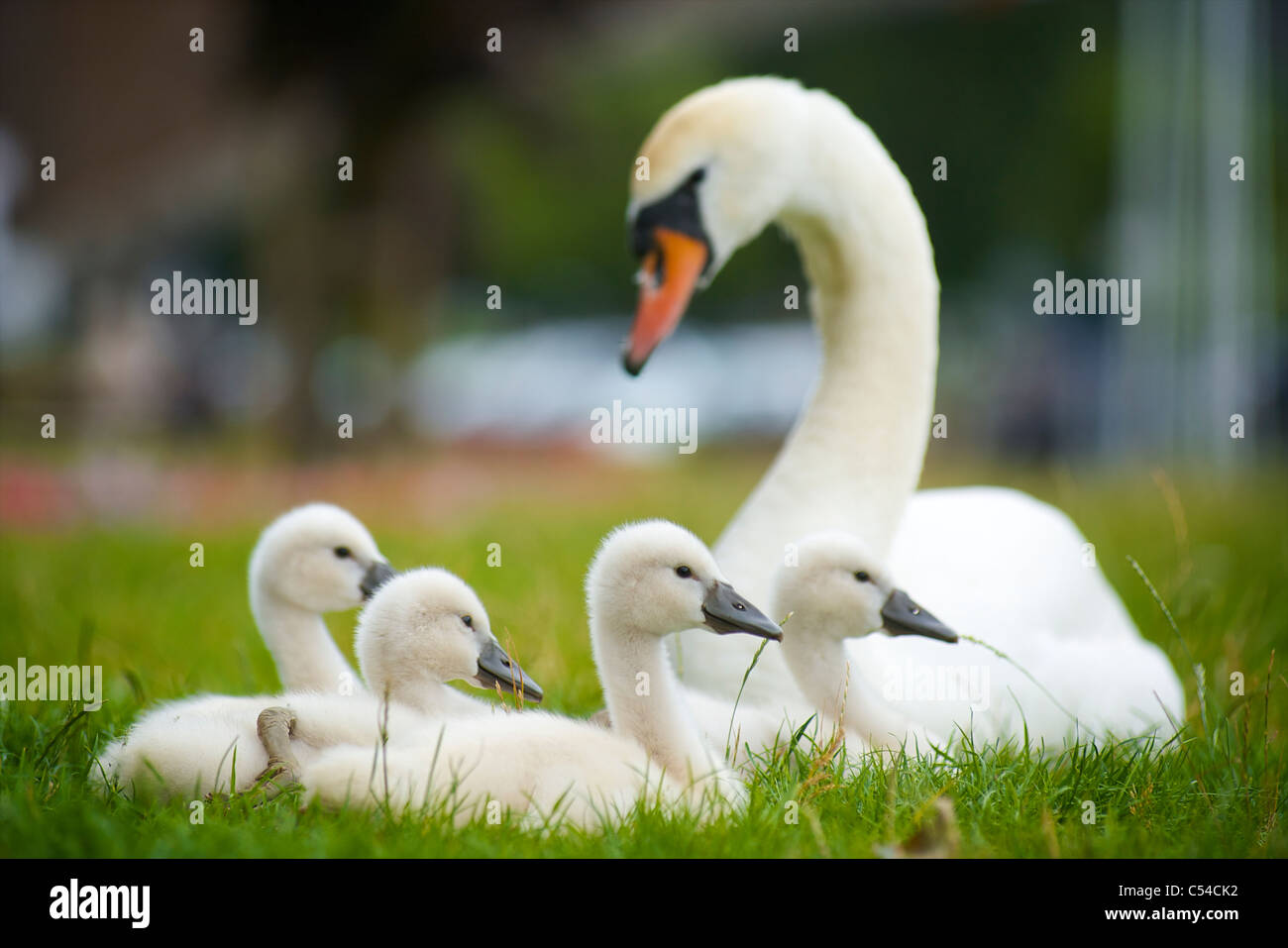 A protective mother swan with four cygnets lying in the grass and resting together Stock Photo