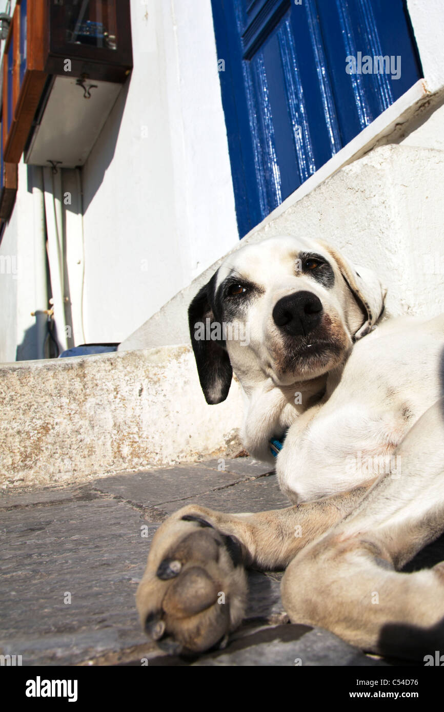 Thira, Santorini, Greek Island, Cyclades, Greece, stray dog looks up in midday sun hard work being a dog Stock Photo