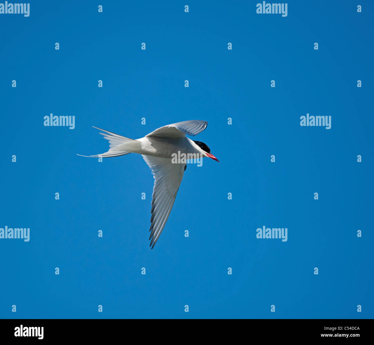 Arctic Tern in flight over its Summer nesting ground on the Shetland Isles. SCO 7540 Stock Photo