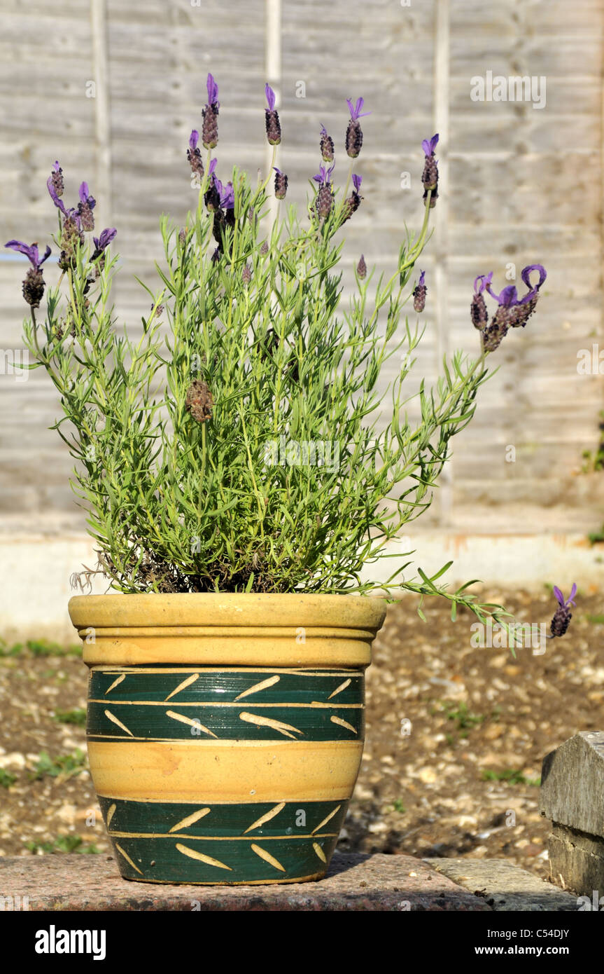 Potted French lavendar. Stock Photo