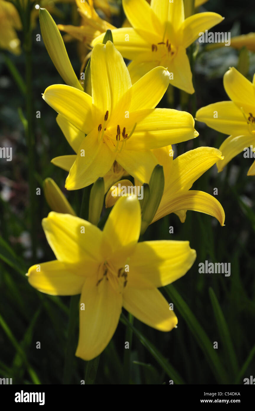 Yellow Hemerocallis - Day lily Stock Photo