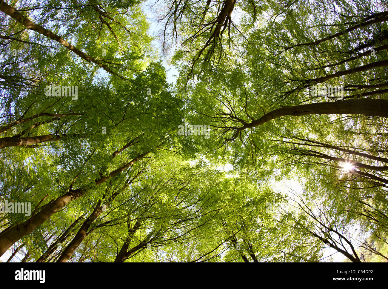 Copse Of Trees, Uk Stock Photos & Copse Of Trees, Uk Stock Images Alamy