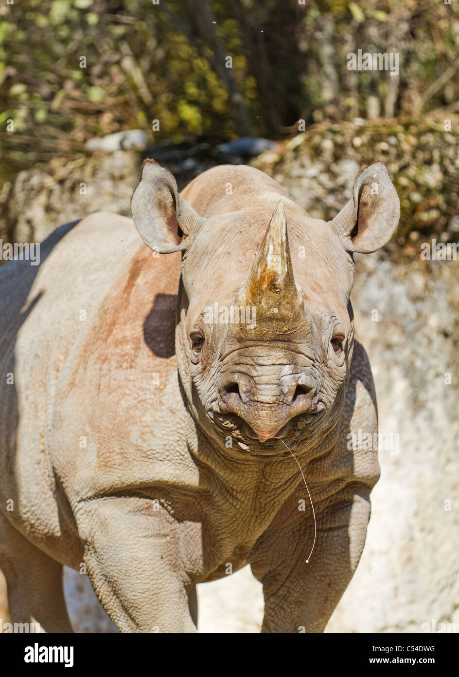 Black Rhinoceros Diceros bicornis looks into camera and presents horn Stock Photo