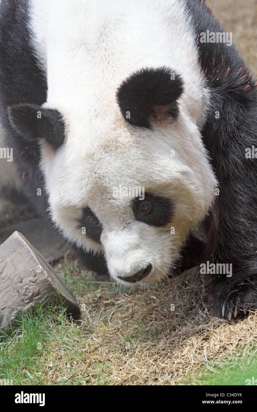 Giant panda bear walking  Stock Photo