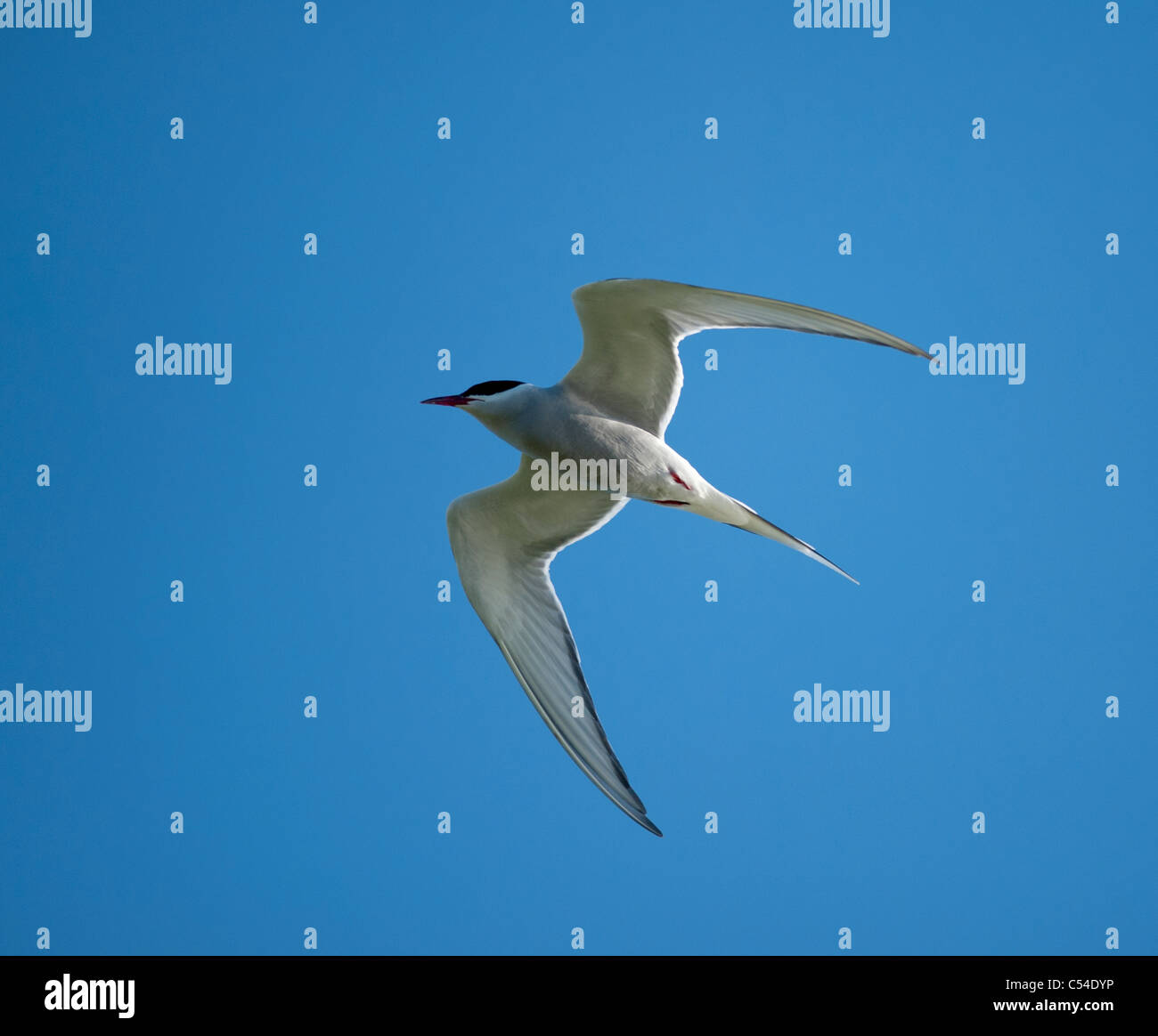 Arctic Tern in flight over its Summer nesting ground on the Shetland Isles.  SCO 7546 Stock Photo