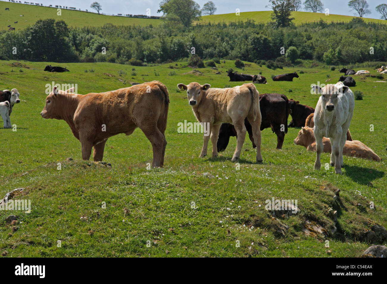 Cattle on farm in Dumfries and Galloway, Scotland Stock Photo Alamy