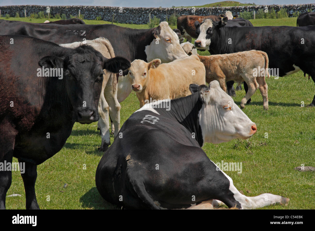 Breeds of cattle on farm in Dumfries and Galloway, Scotland Stock Photo