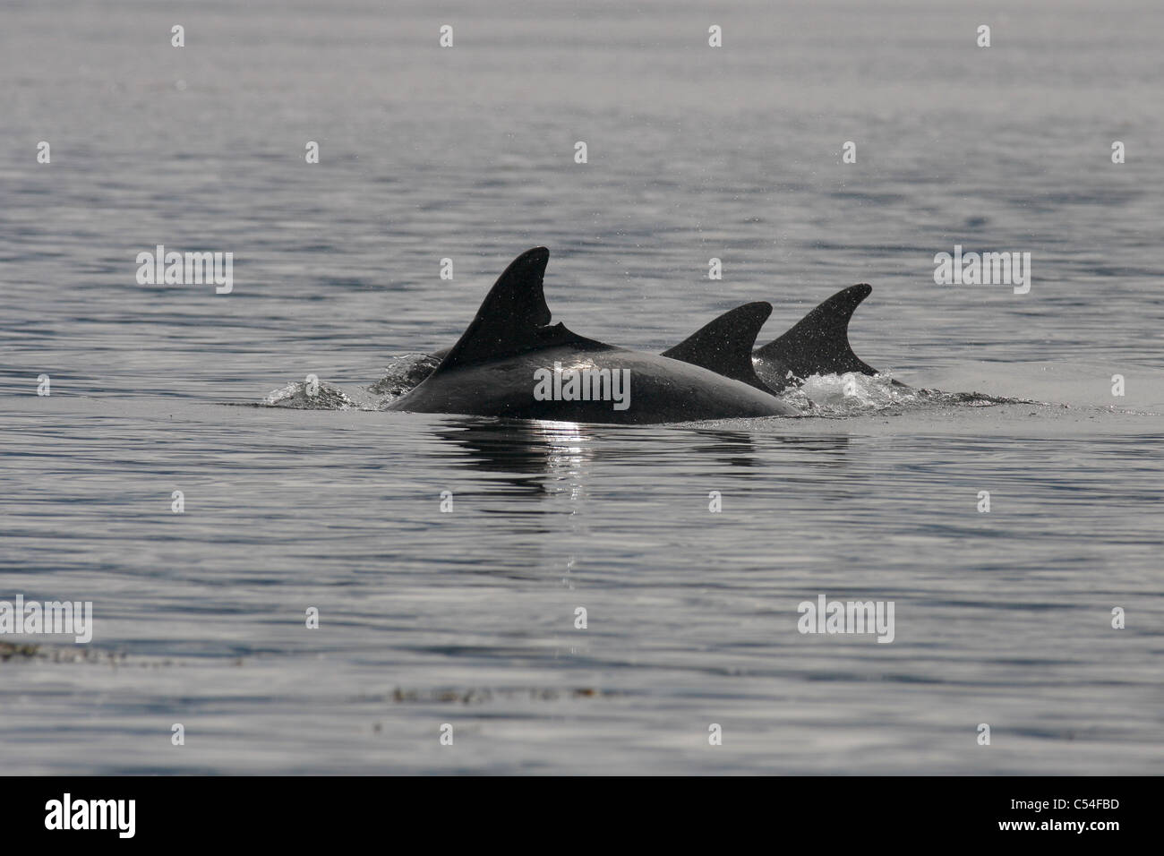 Group of Bottlenose dolphins (tursiops truncatus), Moray Firth, Scotland, UK Stock Photo