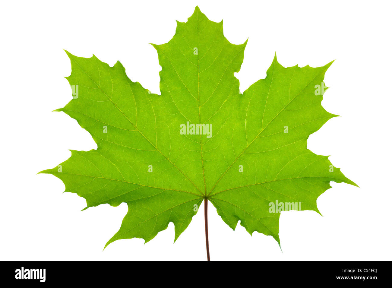 Green maple leaf isolated over white Stock Photo - Alamy