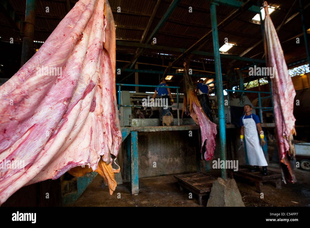 Tannery in Brazil, Caceres city, Mato Grosso State, Amazon. Raw hide. Stock Photo