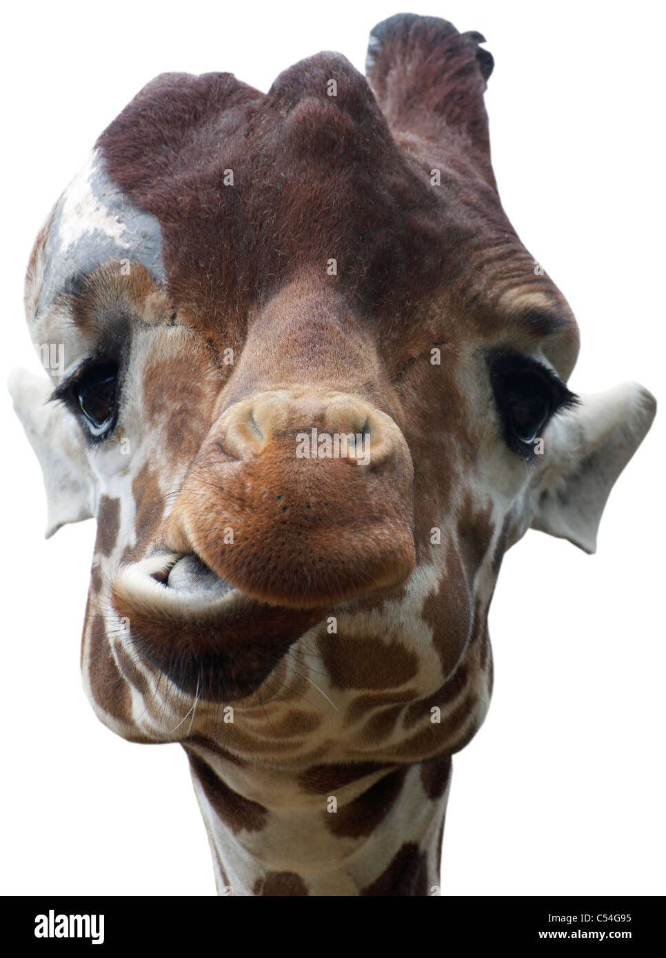 Funny animals hi-res stock photography and images - Alamy Funny animals hi-res stock photography and images - Alamy