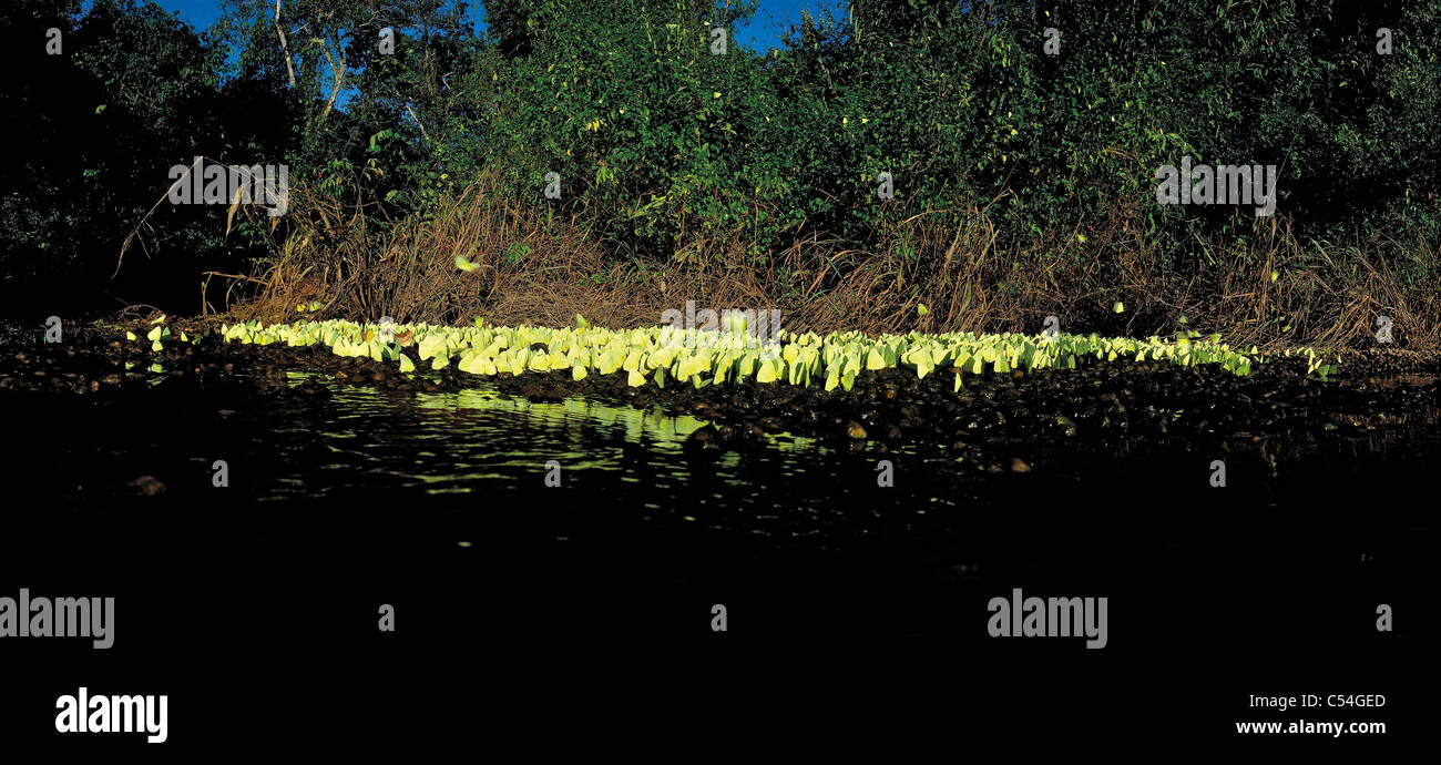 Butterflies by the Javaé River, Bananal Island, Tocantins State, Amazon, Brazil. Stock Photo
