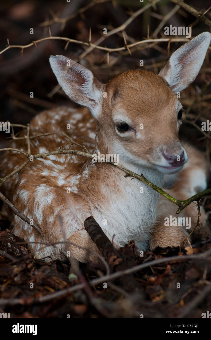 A young fallow deer feeds from its mother at the Deen Castle Country ...