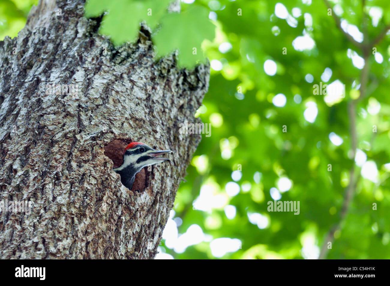 Baby Pileated Woodpecker Stock Photo