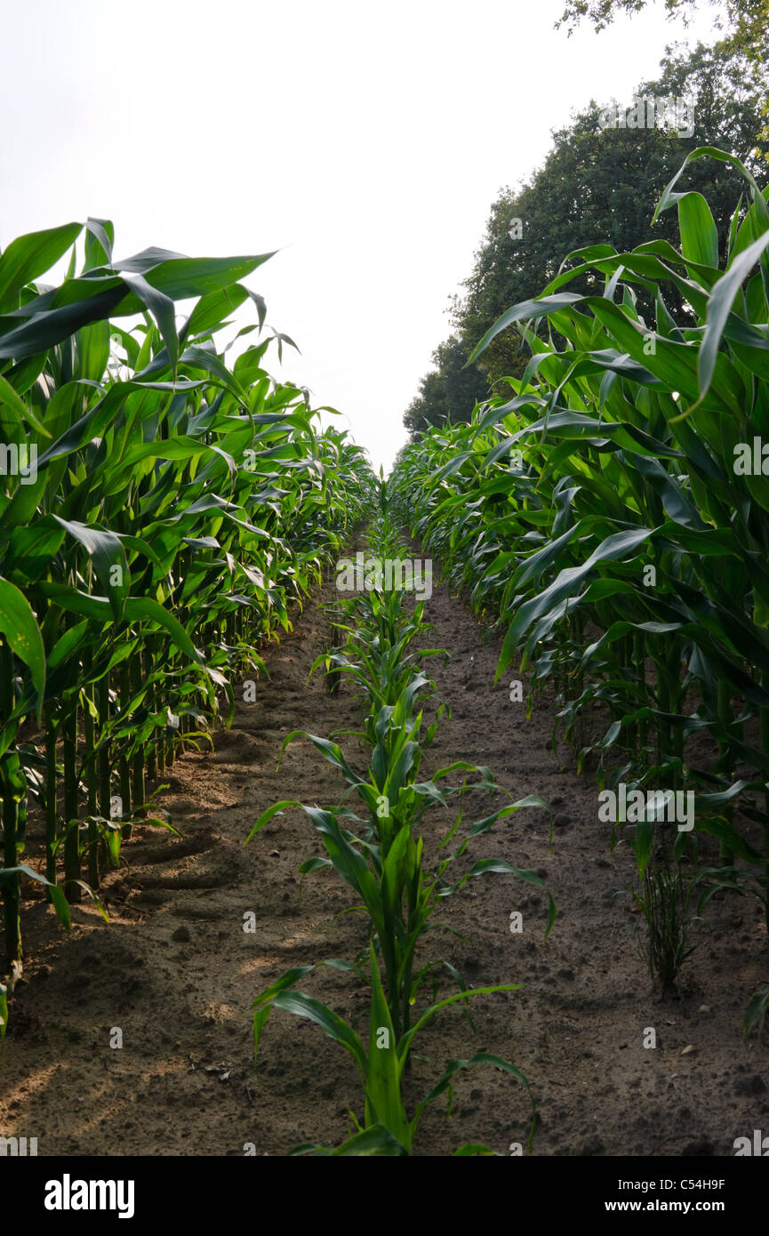 Young corn plants cornfield hi-res stock photography and images - Alamy