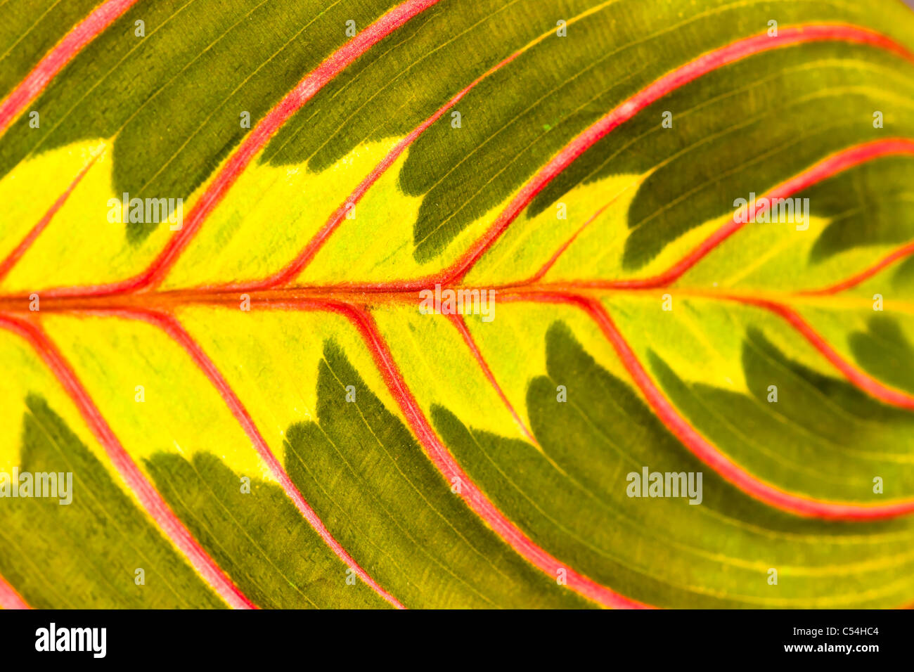 Colourful leaf close-up of a Prayer Plant (Maranta leuconeura) Stock Photo
