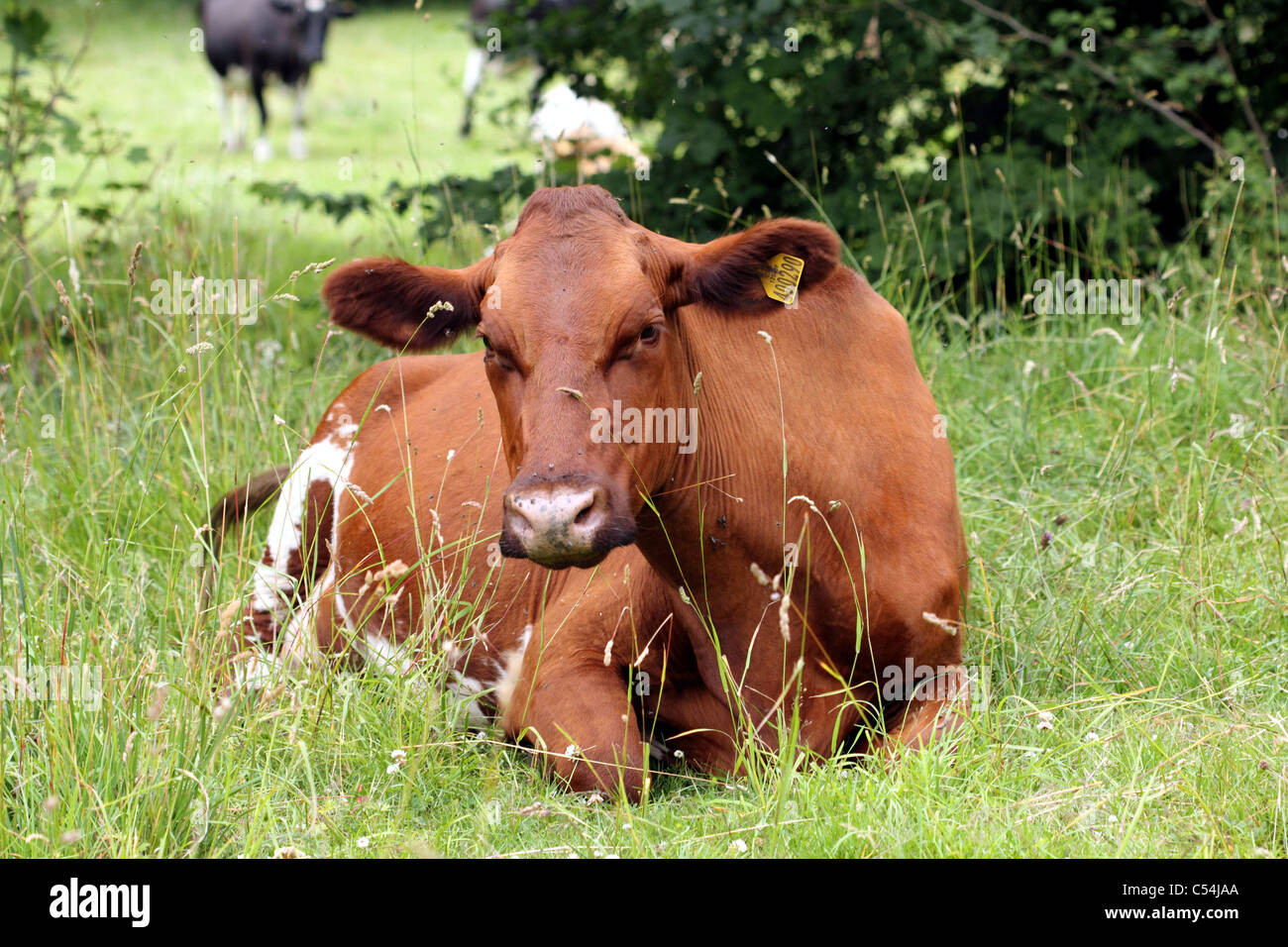 Cow Grazing in Grass a Domestic farm animal or livestock Stock Photo