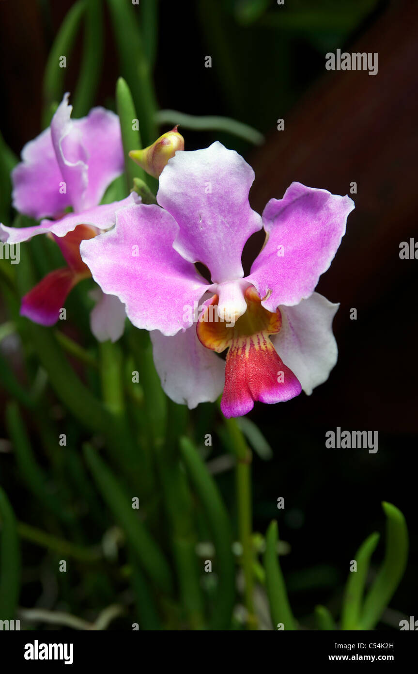 Beautiful purple orchid detail hi-res stock photography and images - Alamy