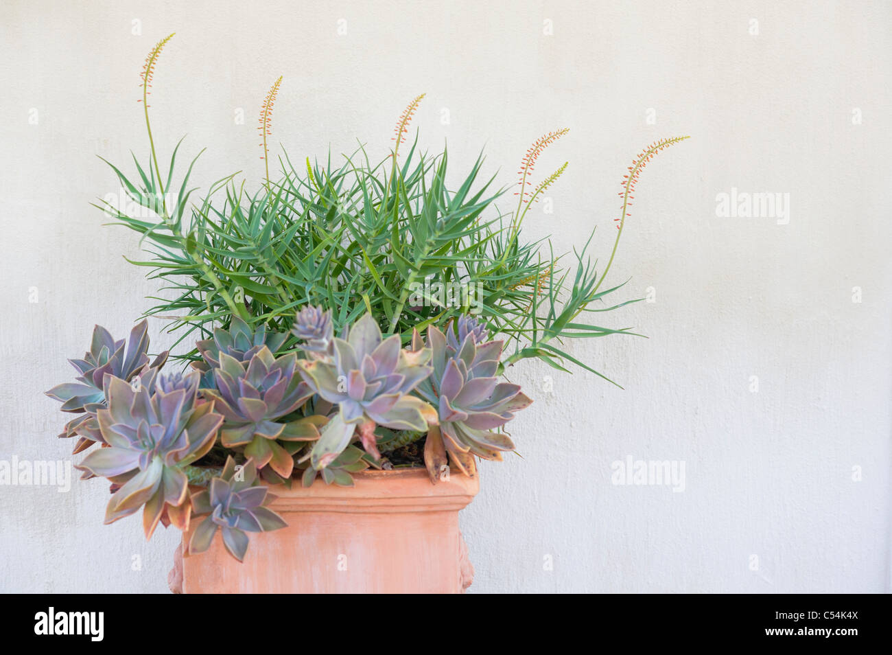 Close up of a plant hi-res stock photography and images - Alamy