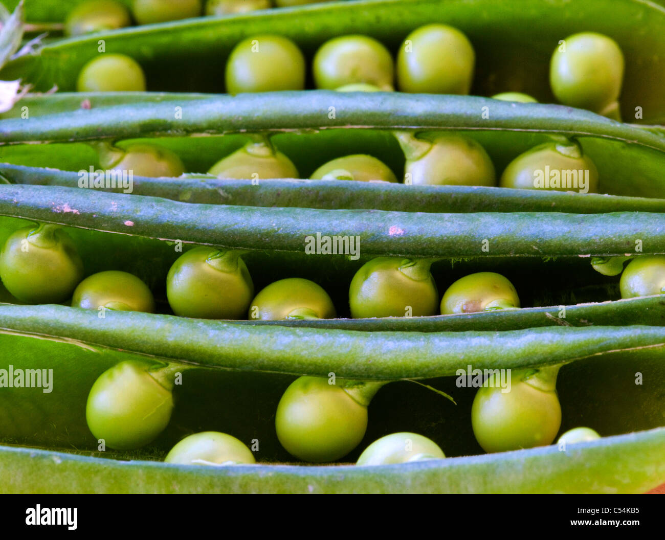 A close up of peas in pods Stock Photo