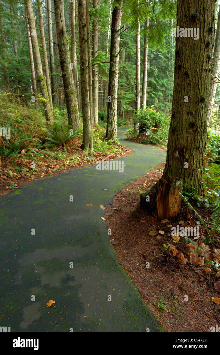 Trail in the Redmond Watershed, Seattle Metro Area, Washington, USA Stock Photo