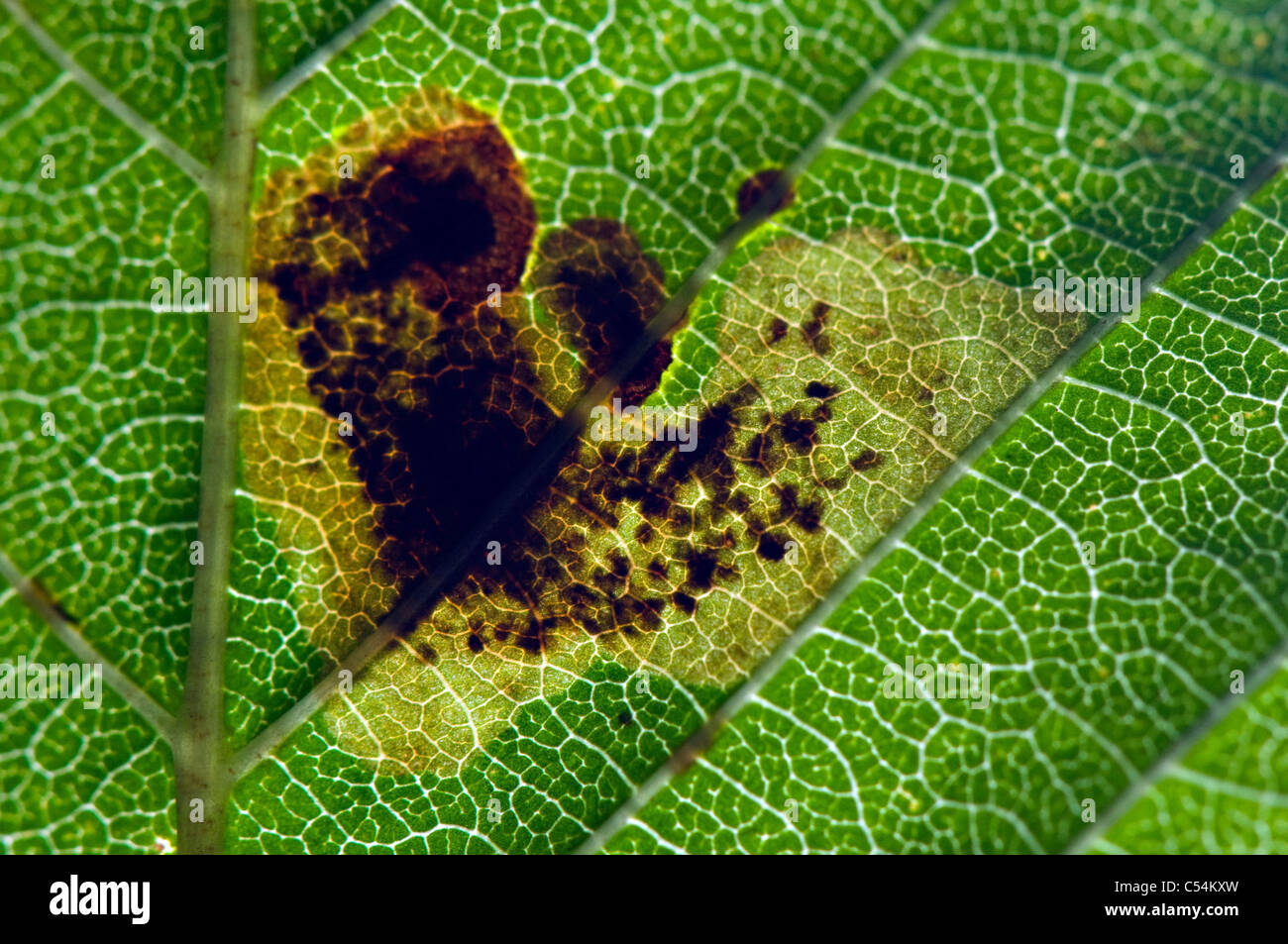 Damaged leaf of the Horse Chestnut Tree caused by the Horse Chestnut leaf miner moth Cameraria