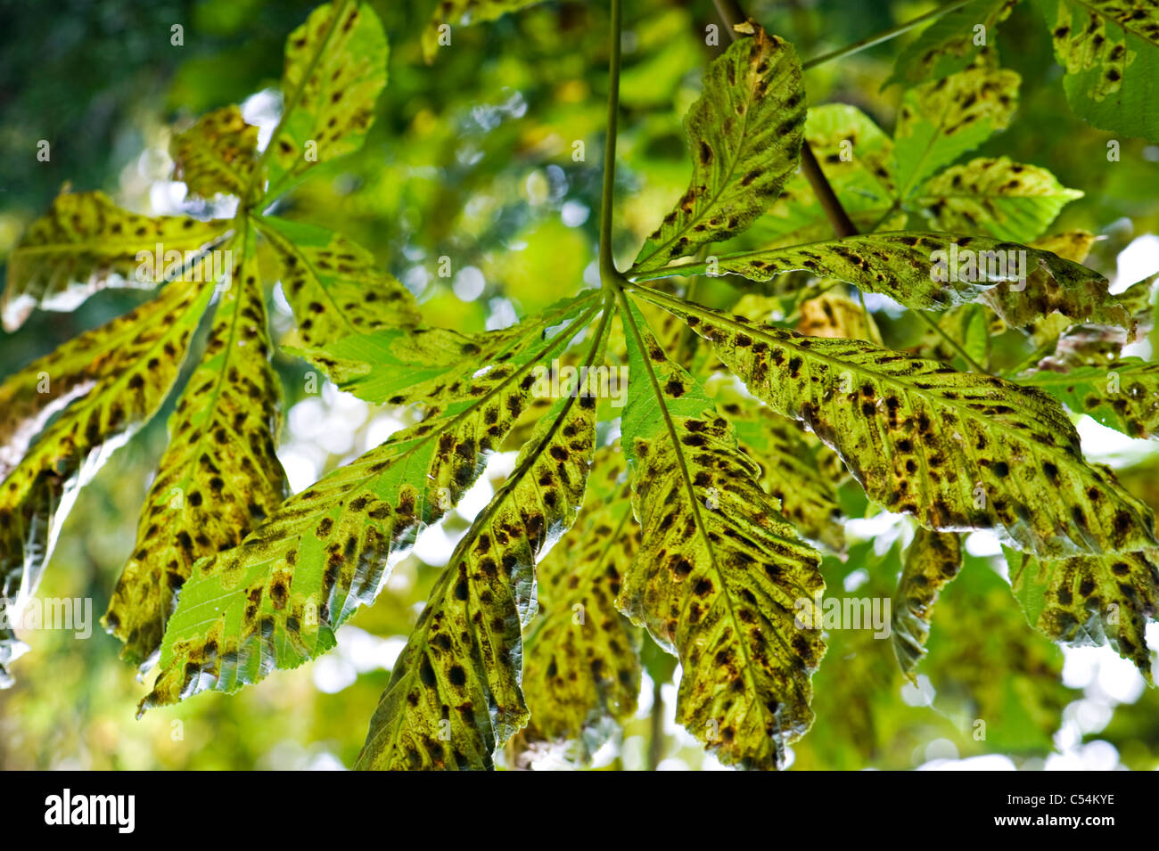 Damaged leaf of the Horse Chestnut Tree caused by the Horse Chestnut leaf miner moth Cameraria