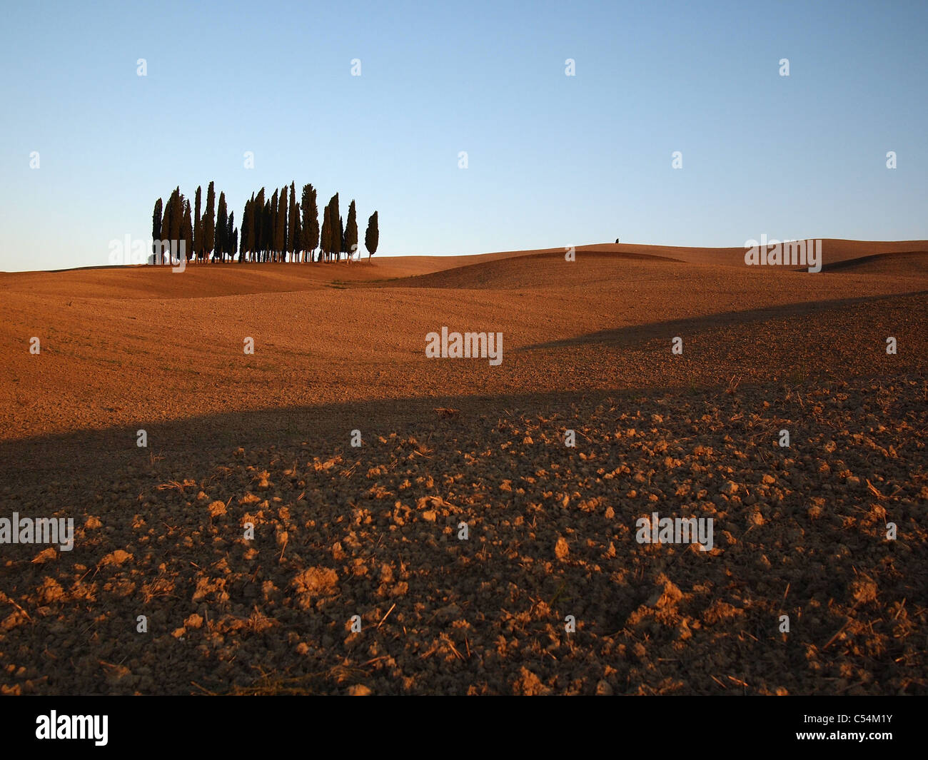 Typical Tuscany landscape with a small bunch of cypresses and rolling hills in autumn in Val d’Orcia, Italy. Stock Photo