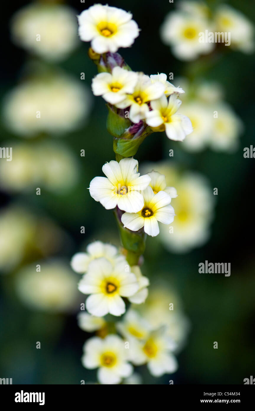 Sisyrinchium striatum 'Aunt May' - Pale yellow-eyed grass 'Aunt May' Stock Photo