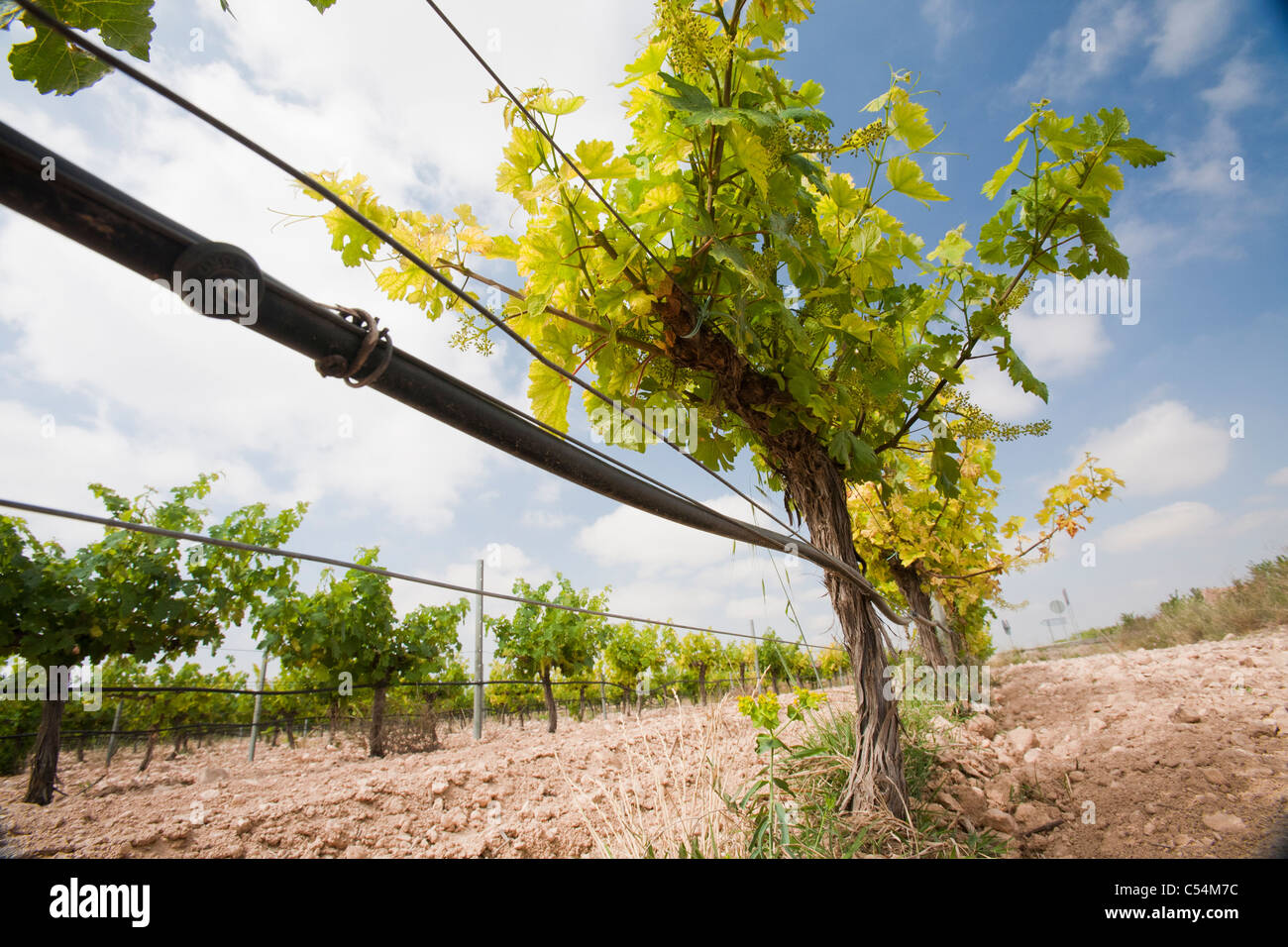 Irrigation pipes in a vineyard in Spain. Stock Photo