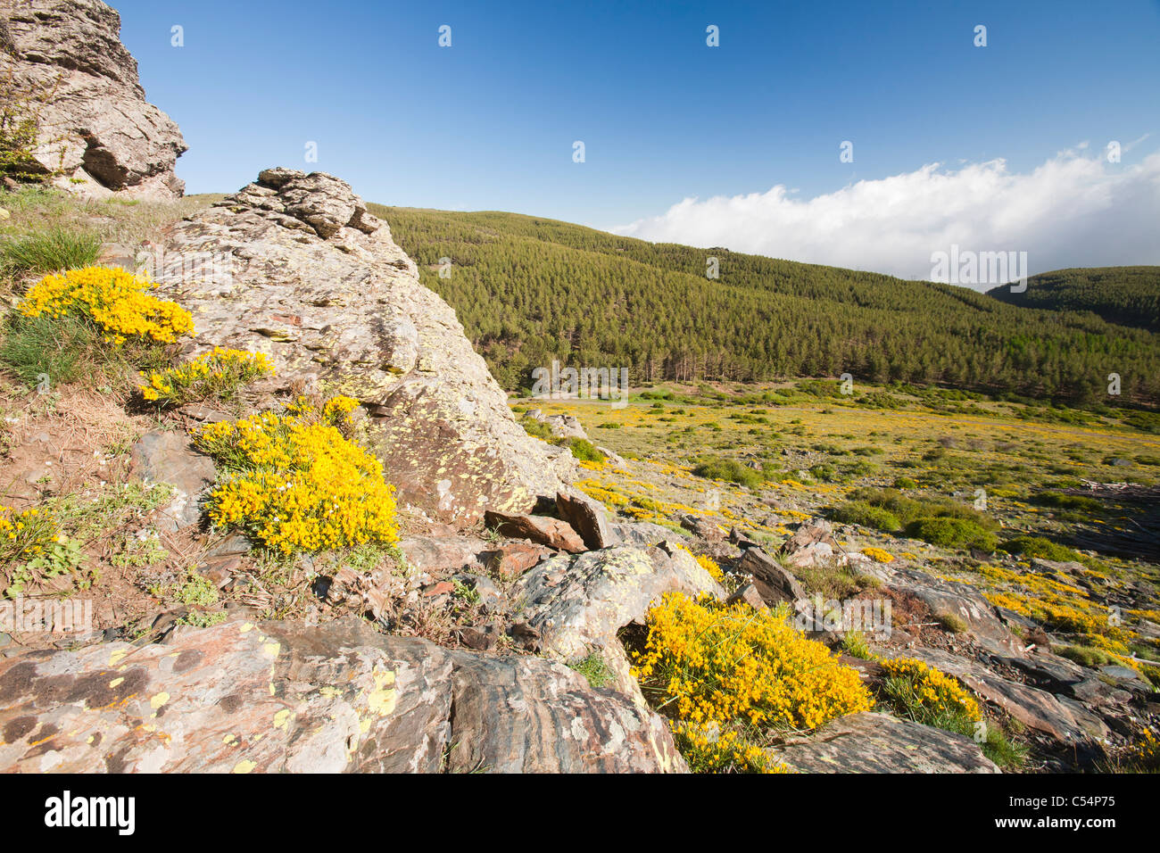 Flowering plants at 8,000 feet in the Sierra Nevada mountains of Spain