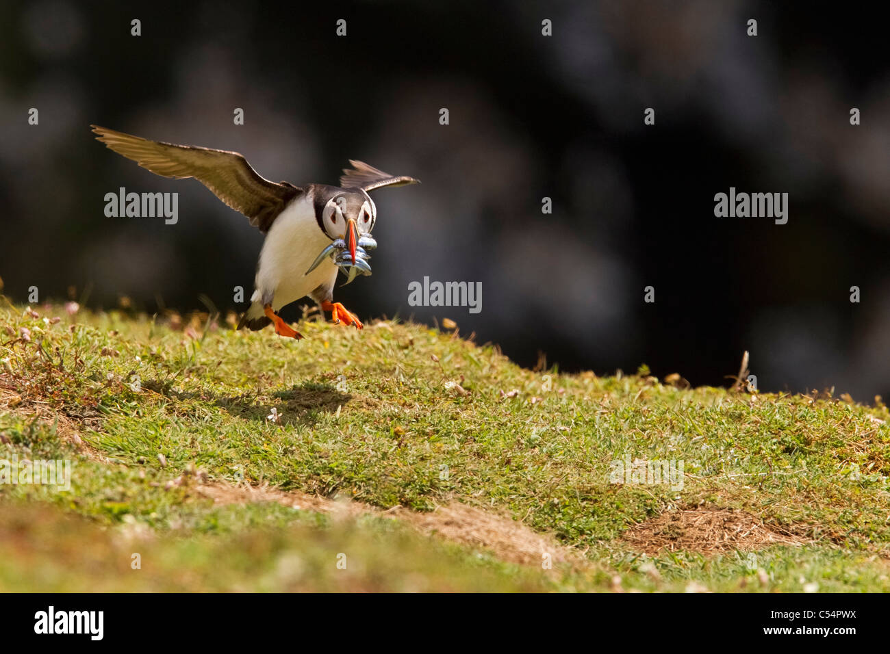 Puffin with Sandeels Stock Photo