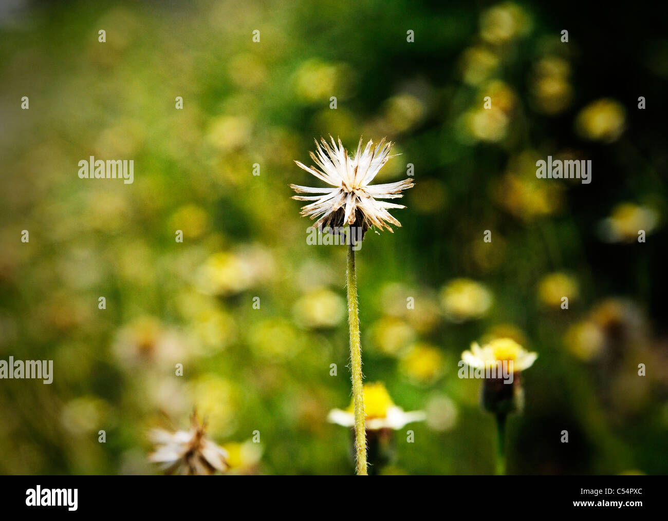 Yellow flowers art hi-res stock photography and images - Alamy