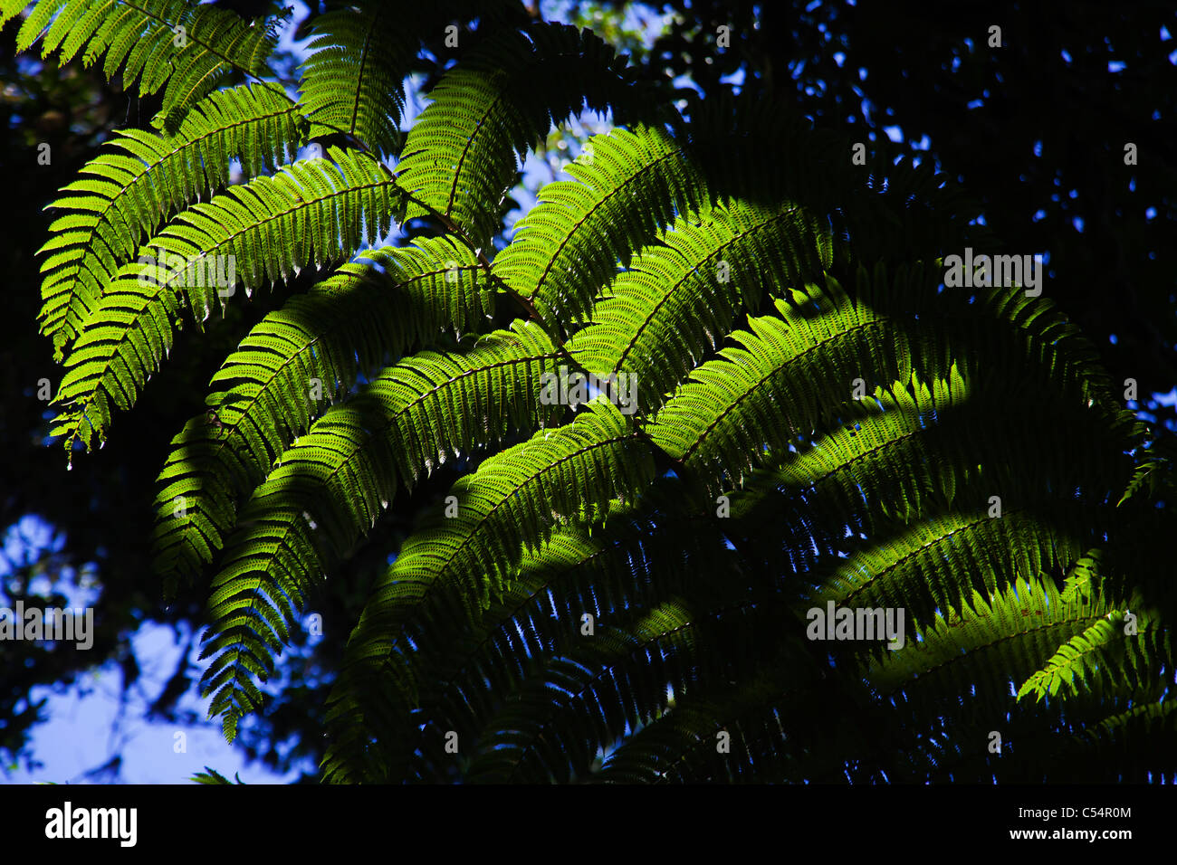 Gymnosperm hires stock photography and images Alamy