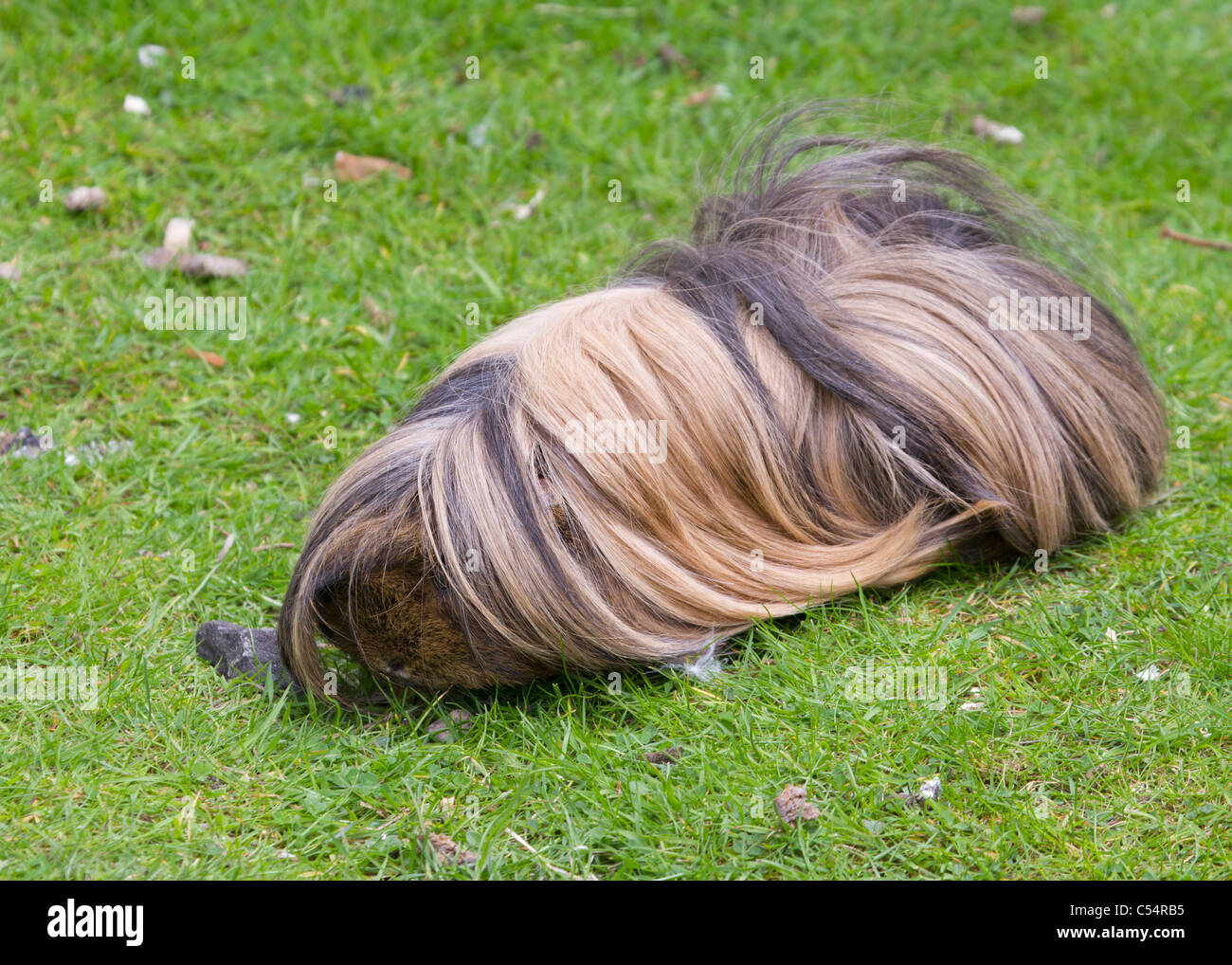 A long fur Guinea Pig feeding on grass Stock Photo