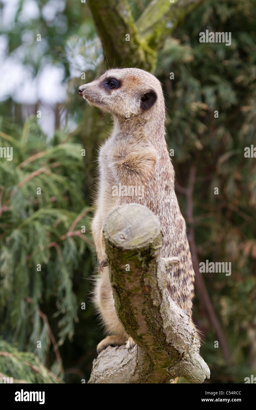 A beautiful Meerkat standing on a branch Stock Photo
