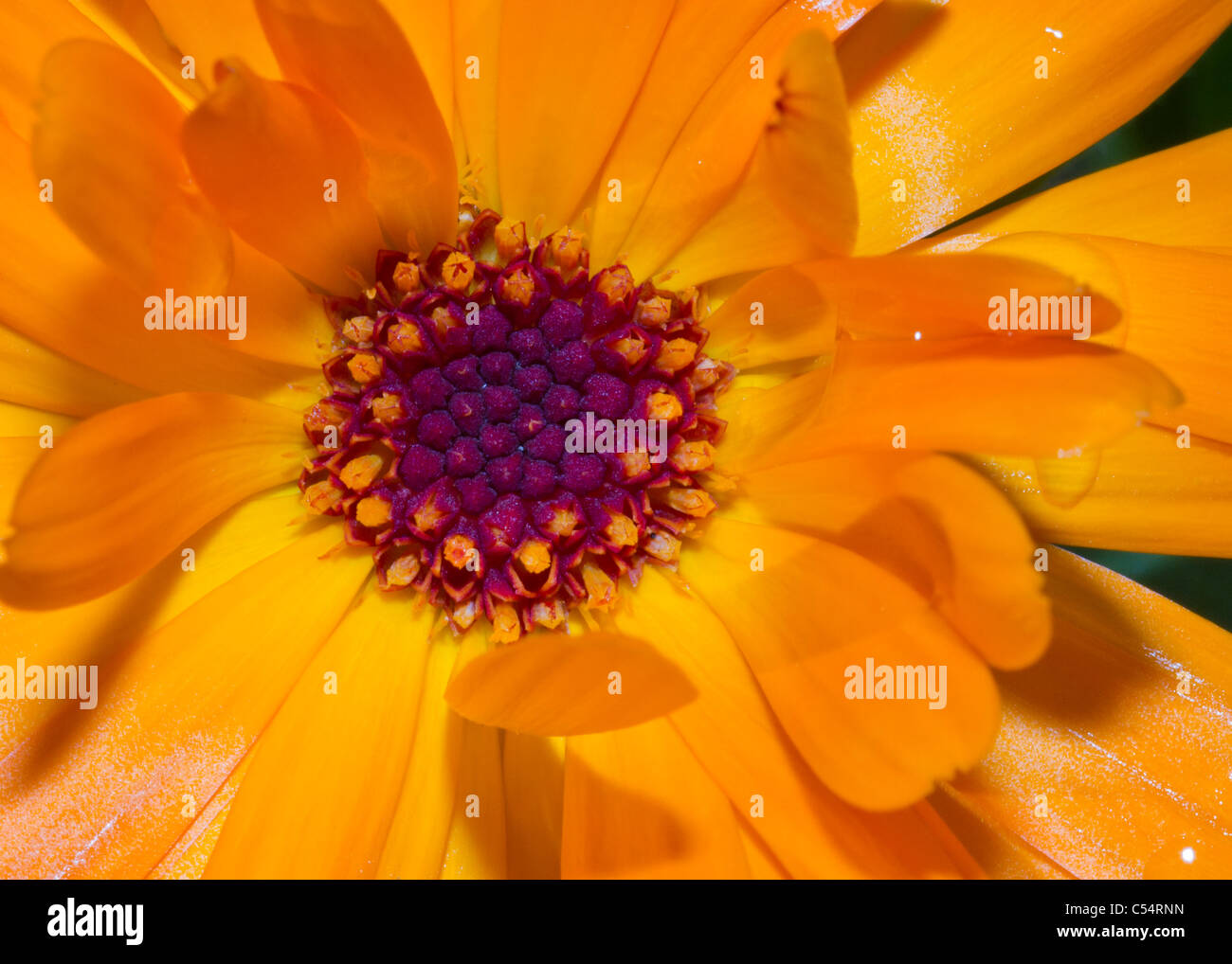Orange macro flower hi-res stock photography and images - Alamy
