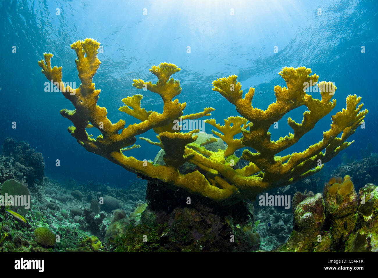 Elkhorn coral (Acropora palmata), coral reef at Utila island, Bay Islands, Honduras, Caribbean Stock Photo