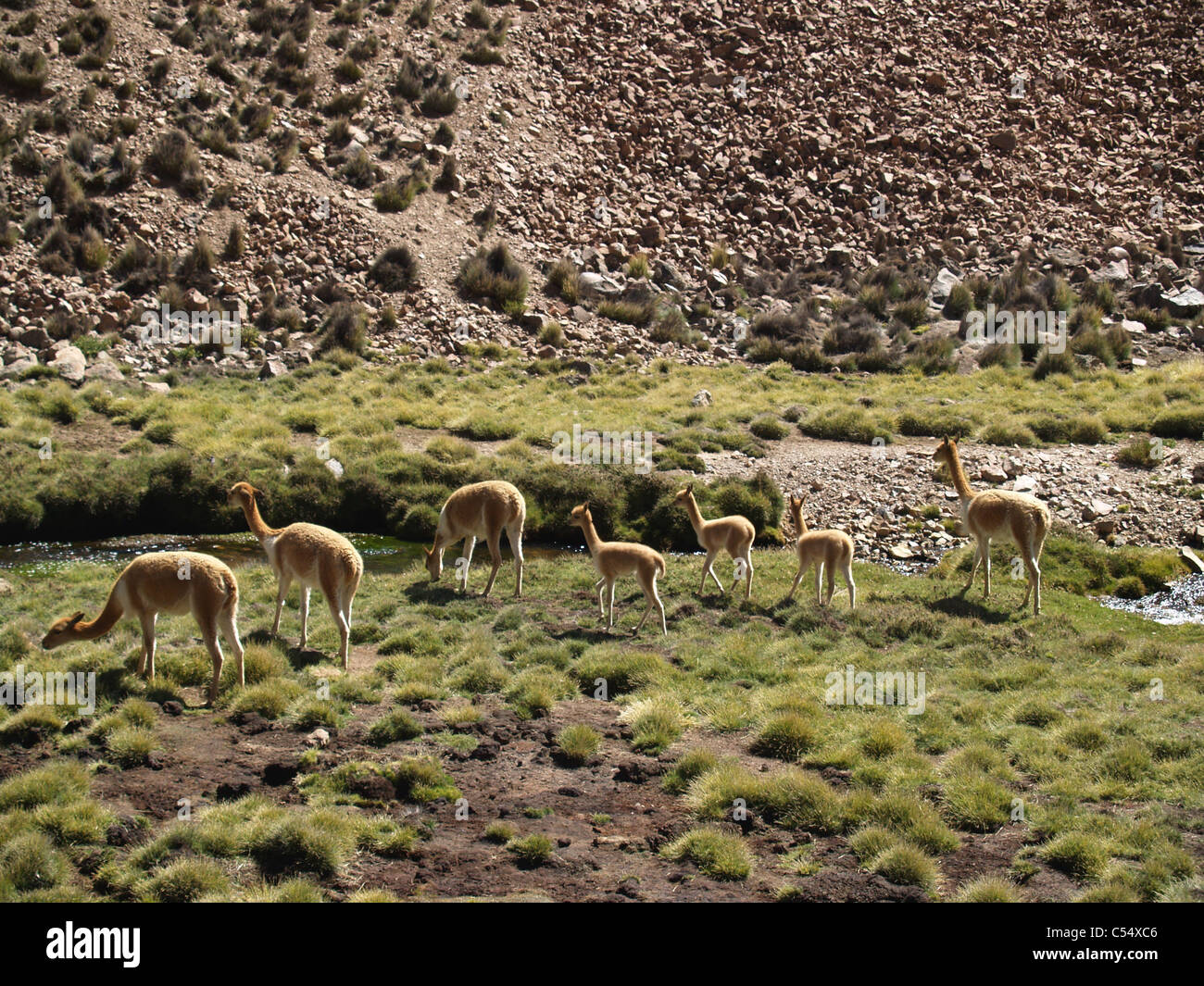 Vicunas in Valle Lluta, Atacama Desert, Chile Stock Photo