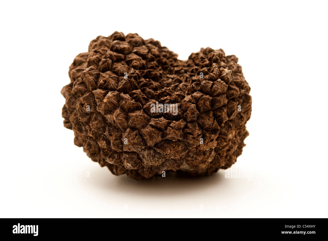 Summer truffle on a white background Stock Photo