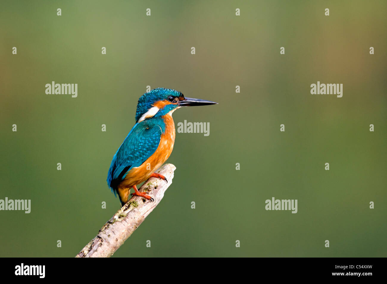 The Netherlands, Lelystad, National Park called Oostvaarders Plassen. Common Kingfisher perched on branch. ( Alcedo atthis ) Stock Photo