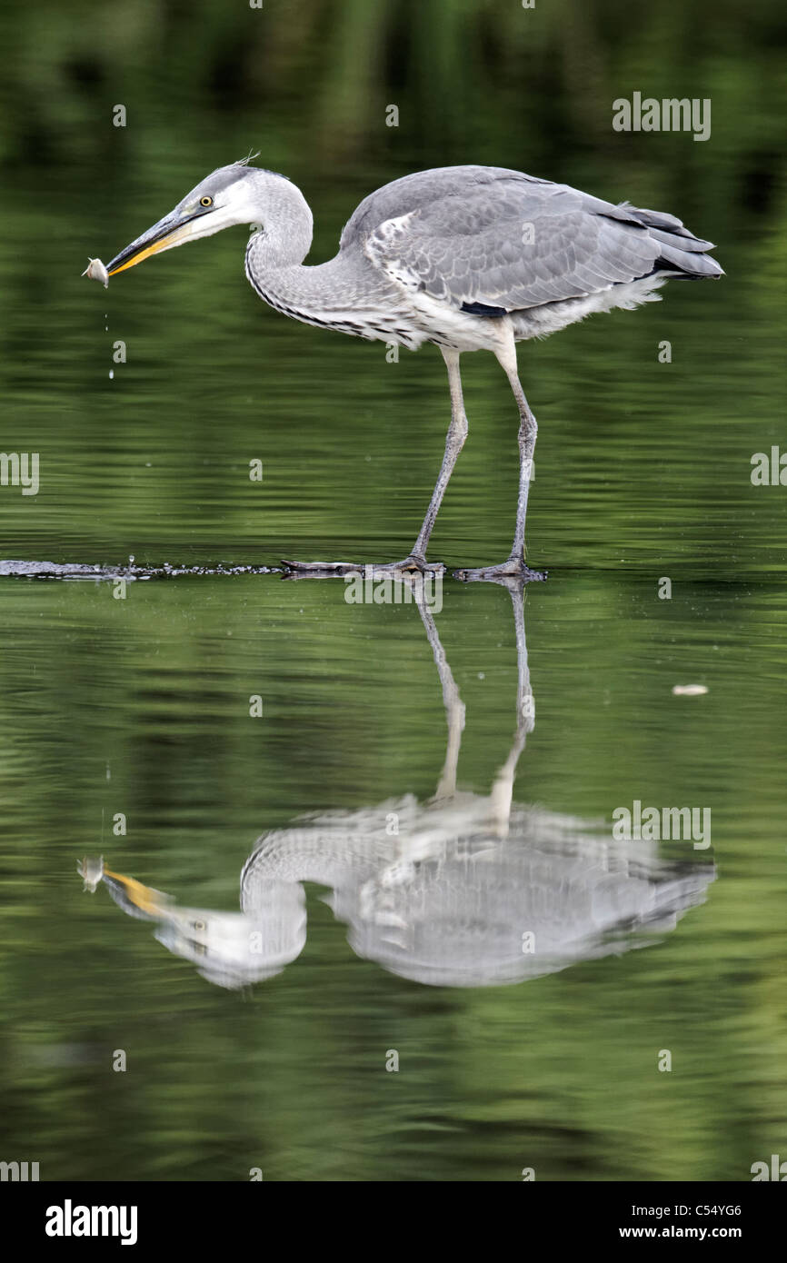 Grey heron, Ardea cinerea, single juvenile bird with reflection in water, Midlands, July 2011 Stock Photo