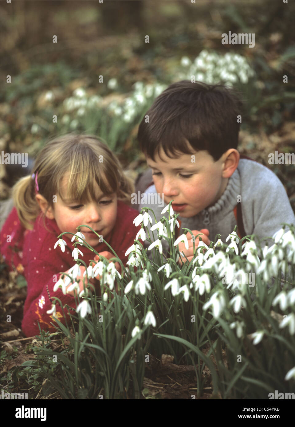 Children looking at snowdrops in a wood, Cornwall, UK Stock Photo