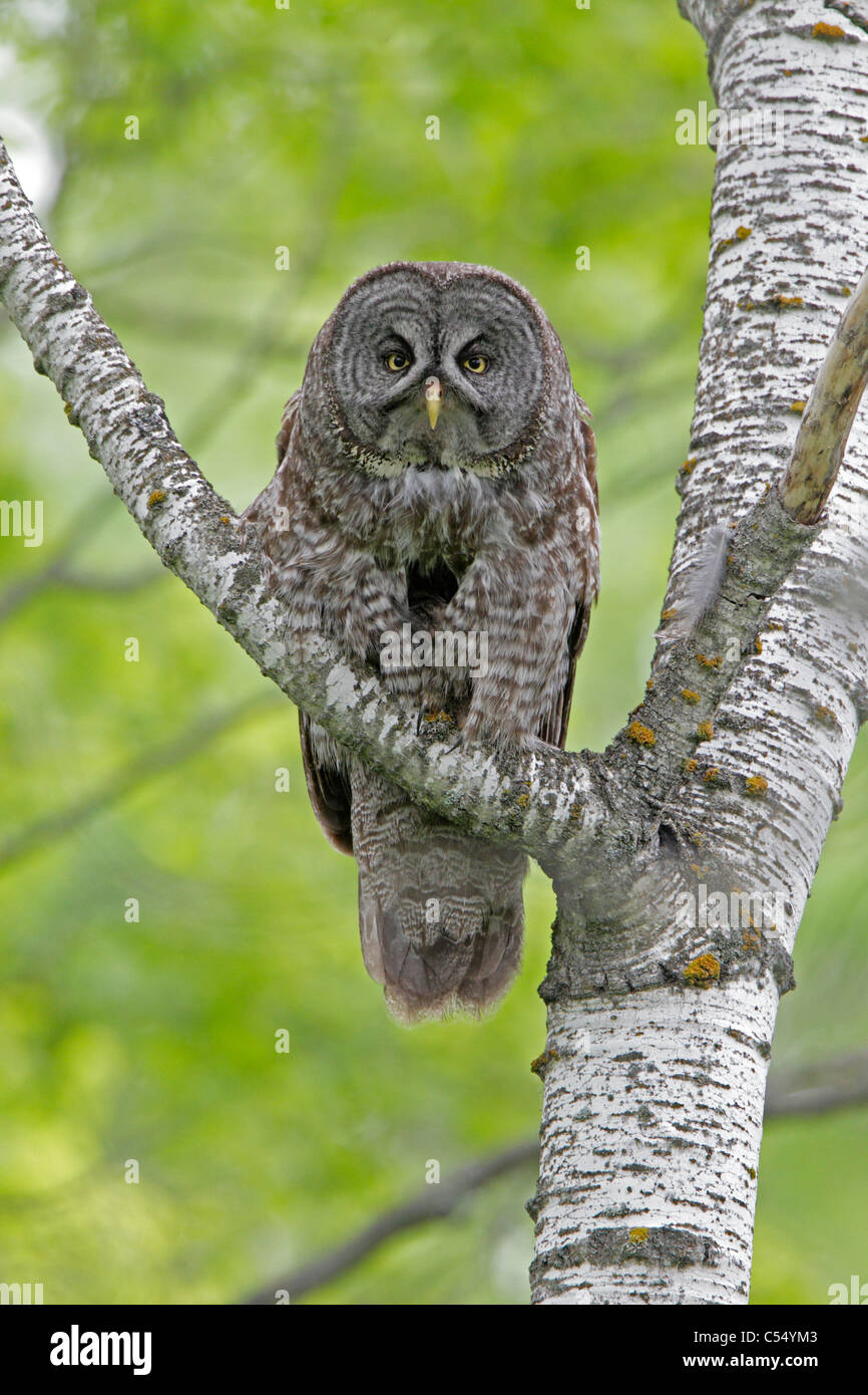 Adult Great Gray Owl perched in a tree Stock Photo