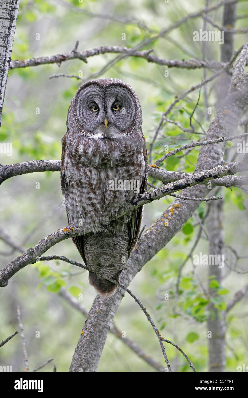 Adult Great Gray Owl perched in a tree Stock Photo