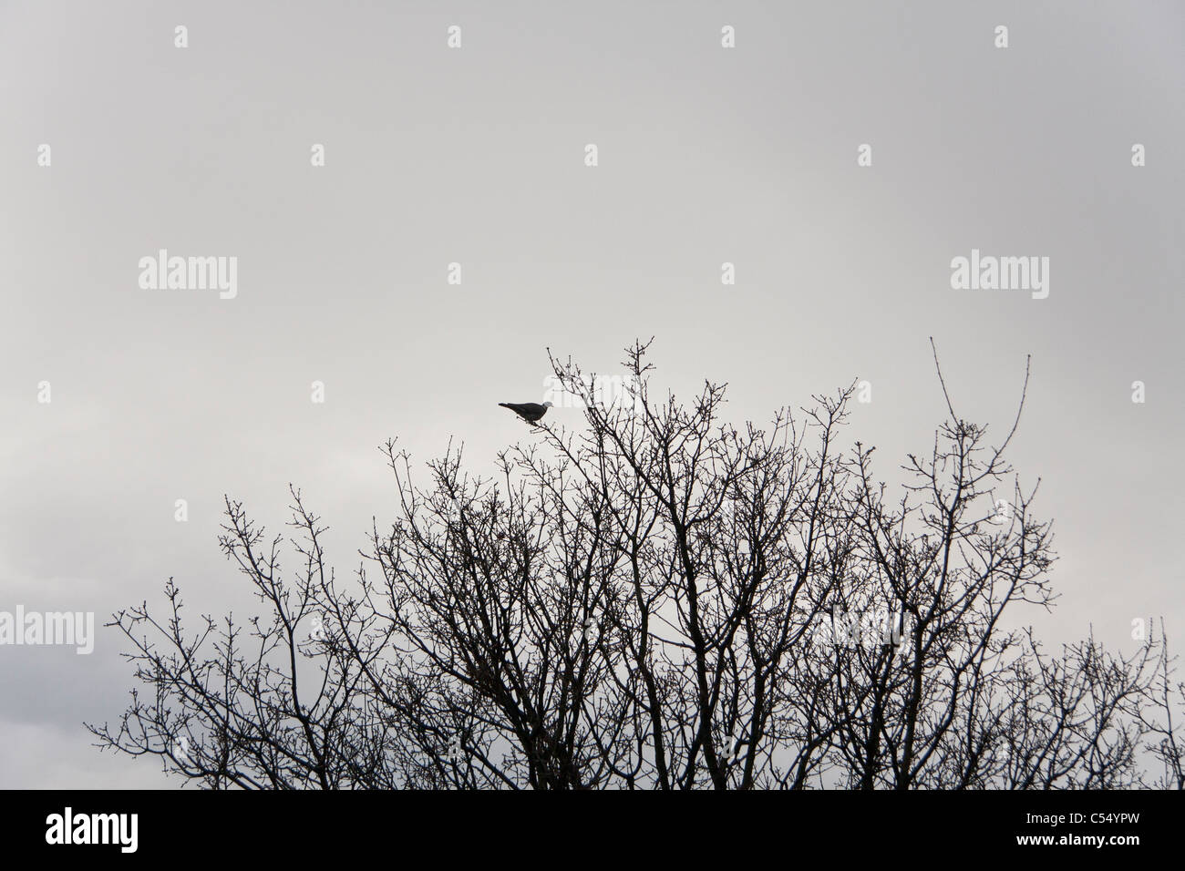 Bird on the top of a tree Stock Photo - Alamy